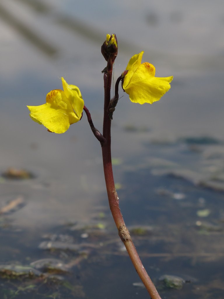 Utricularia vulgaris